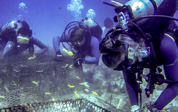Scientists Rebecca Vega-Thurber, Ryan McMinds and Jerome Payet check on experimental coral plots.